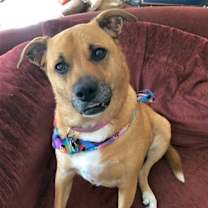 Thumbnail photo of Shelby (SADIE) #1