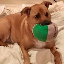 Thumbnail photo of Shelby (SADIE) #2