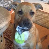 Thumbnail photo of Shelby (SADIE) #3