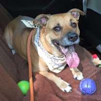 Thumbnail photo of Shelby (SADIE) #4