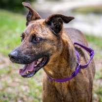 Thumbnail photo of Nala #1