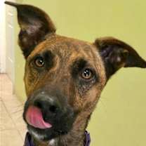 Thumbnail photo of Nala #2