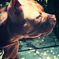 Thumbnail photo of Rosie #3