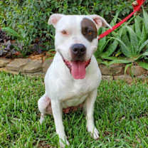 Thumbnail photo of Belle #1