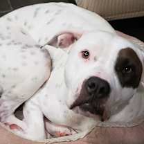 Thumbnail photo of Belle #2