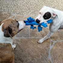 Thumbnail photo of Belle #3