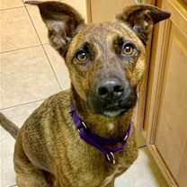 Thumbnail photo of Nala #3