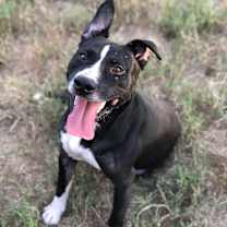 Thumbnail photo of Rexford (Rex) #1