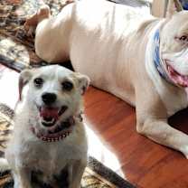 Thumbnail photo of Boaris #americanbully #chill #3