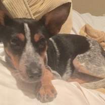 Thumbnail photo of BETTY #1