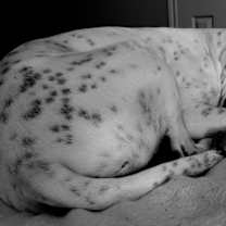 Thumbnail photo of Belle #4