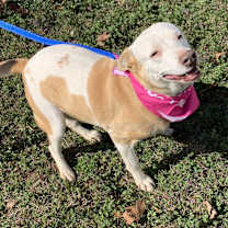 Thumbnail photo of Jubilee #2