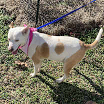 Thumbnail photo of Jubilee #3