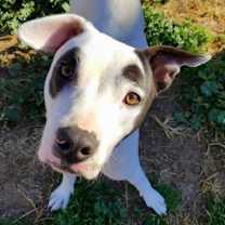 Thumbnail photo of Captain Wigglesworth (aka CW) #2