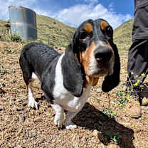 Thumbnail photo of Jake #2