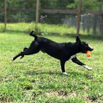 Thumbnail photo of Rexford (Rex) #2