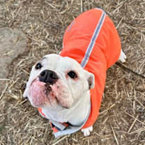 Thumbnail photo of Daisy Mae #1