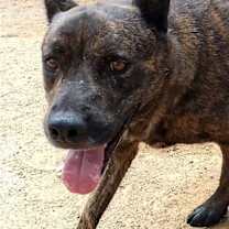 Thumbnail photo of Reddy #1