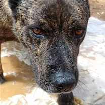 Thumbnail photo of Reddy #4
