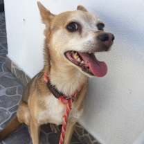 Thumbnail photo of Mickey #3