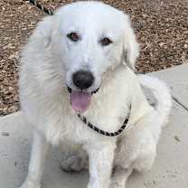 Thumbnail photo of MARLEY #2