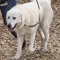 Thumbnail photo of MARLEY #3