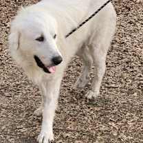 Thumbnail photo of MARLEY #4