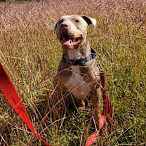 Thumbnail photo of Appa #2