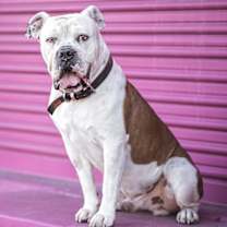 Thumbnail photo of Bruno #3