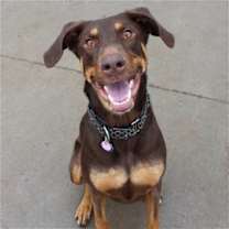 Thumbnail photo of Whiskey - Forever Foster #2
