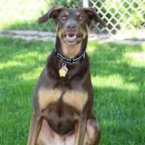 Thumbnail photo of Whiskey - Forever Foster #3