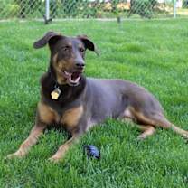 Thumbnail photo of Whiskey - Forever Foster #4
