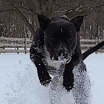 Thumbnail photo of Donovan #1