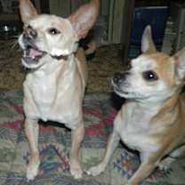 Thumbnail photo of Tiny #3