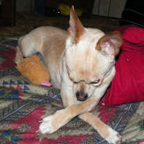 Thumbnail photo of Tiny #4