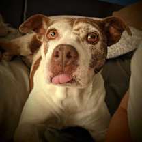 Thumbnail photo of Layla #1