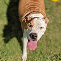 Thumbnail photo of Odin #1