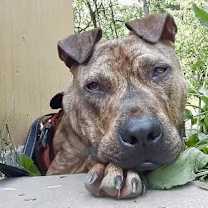 Thumbnail photo of Herman #1