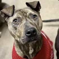 Thumbnail photo of Herman #2