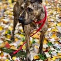 Thumbnail photo of Herman #3