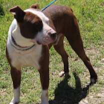 Thumbnail photo of Dozer #1