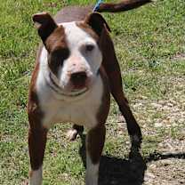 Thumbnail photo of Dozer #2