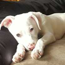 Thumbnail photo of Nala *processing adoption #1