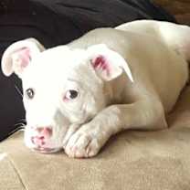 Thumbnail photo of Nala *processing adoption #2