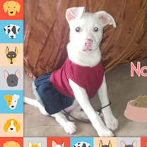 Thumbnail photo of Nala *processing adoption #3