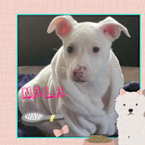 Thumbnail photo of Nala *processing adoption #4