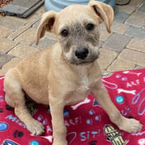 Thumbnail photo of Dusty - ADOPTED! #1