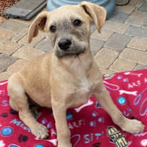 Thumbnail photo of Dusty - ADOPTED! #2