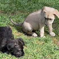Thumbnail photo of Dusty - ADOPTED! #3
