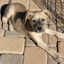 Thumbnail photo of Dusty - ADOPTED! #4